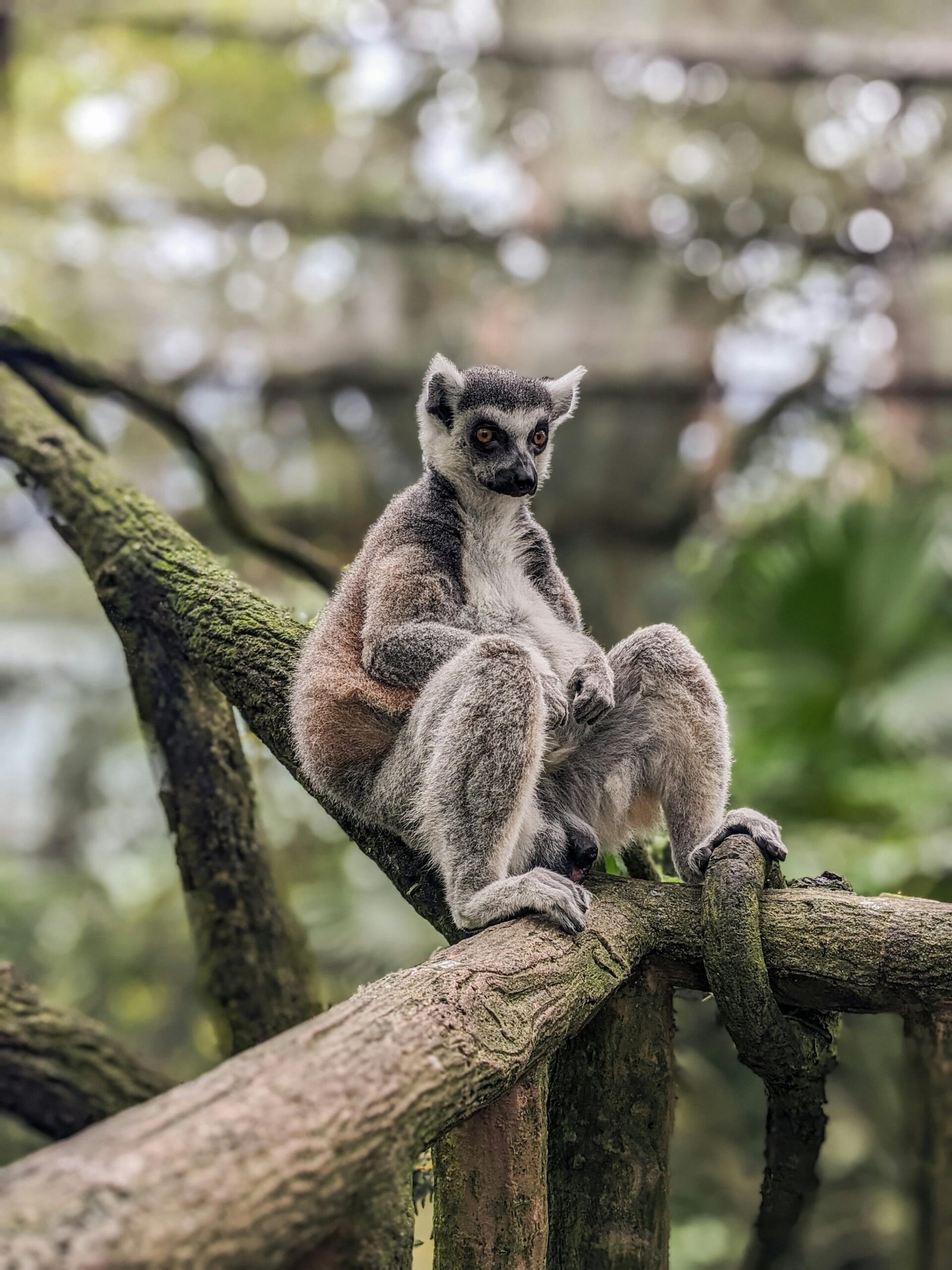 Singapore Zoo